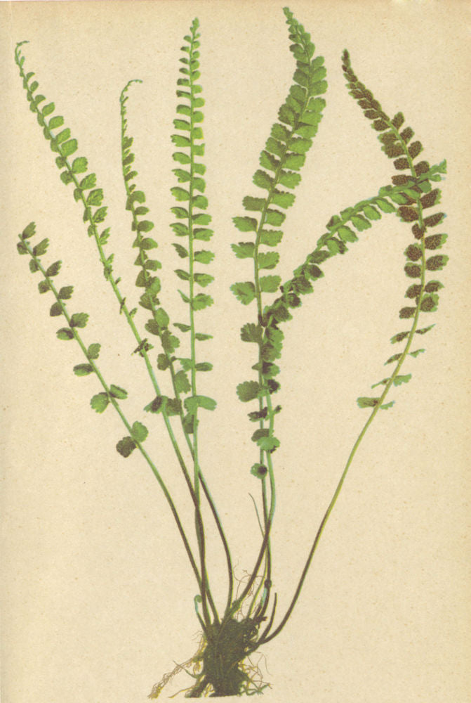 ALPENFLORA ALPINE FLOWERS. Asplenium viride Huds-Grünstieliger Milzfarn 1897